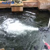Pam Tolak Air Pengudaraan Ikan MPQ